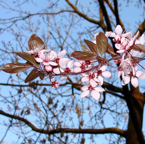 Cismigiu Gardens, Bucharest 2009