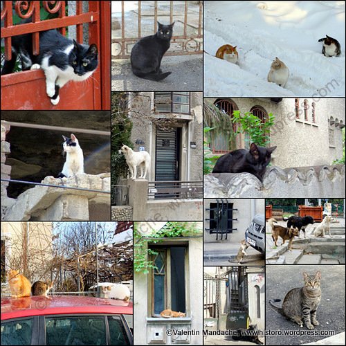 Cats, dogs and architectural photography in Bucharest
