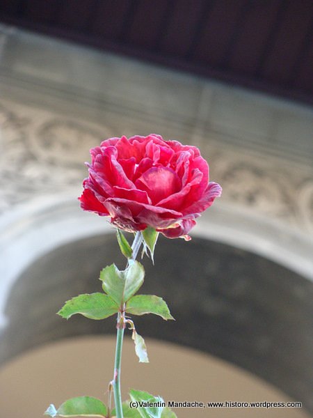 Late autumn rose, Bucharest